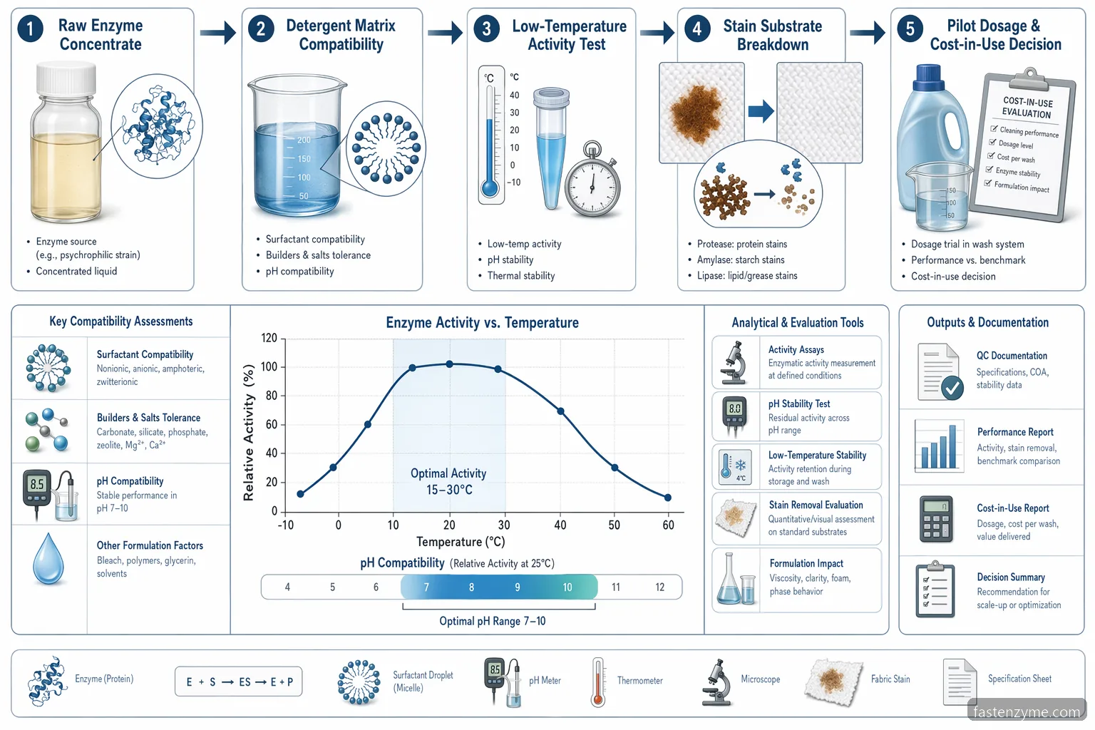 cold active enzyme supplier for cold water detergent mechanism showing low-temperature activity and compatibility checks
