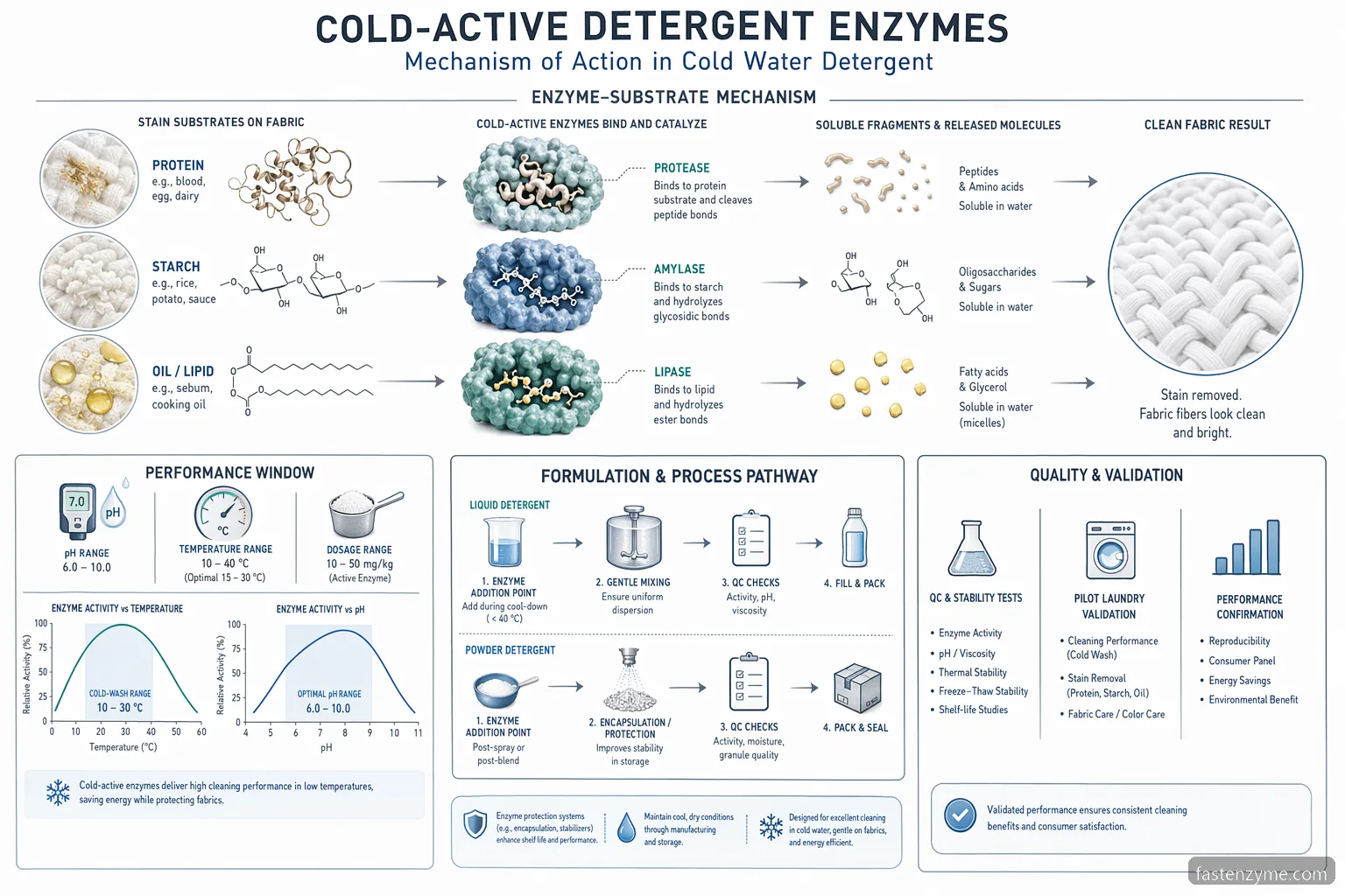 cold wash detergent enzyme for cold water detergent process diagram with pH, temperature, dosage, and stain breakdown