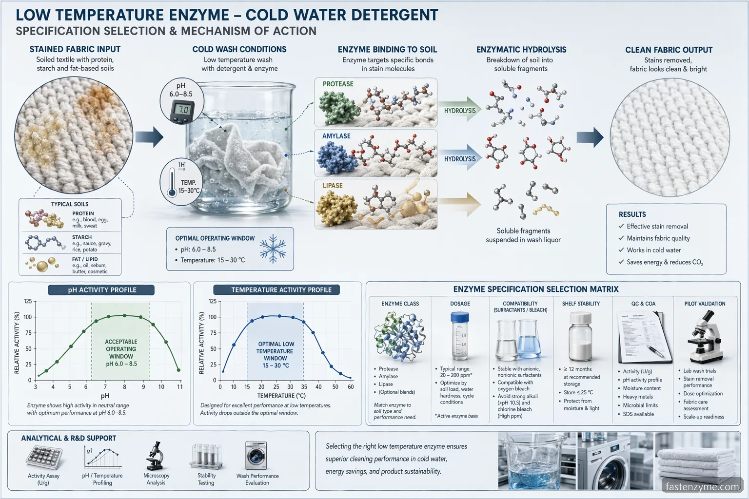 industrial low temperature enzyme cold water detergent specification checklist showing pH-temperature activity curve and wash reaction flow